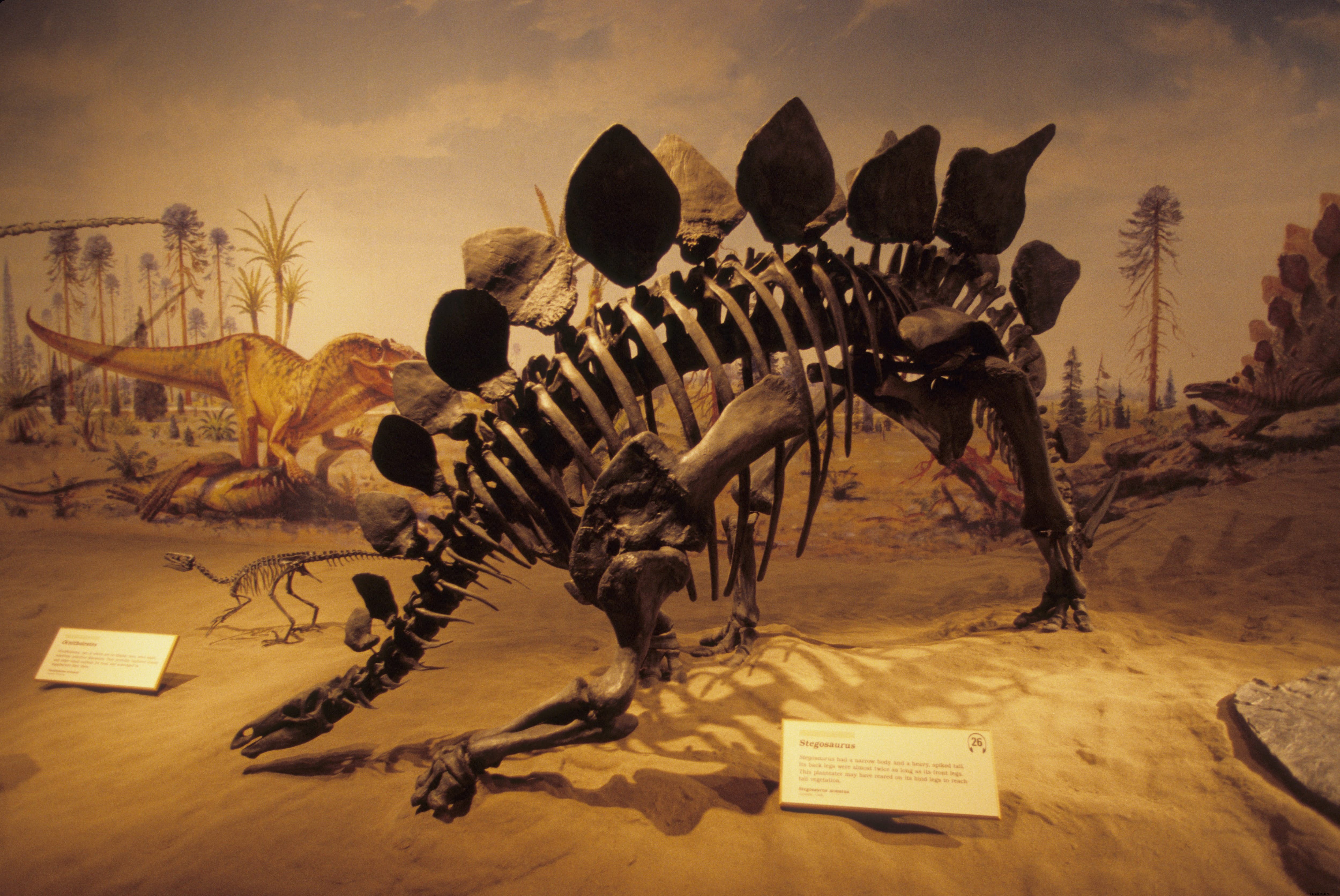 Musée royal de paléontologie Tyrrell